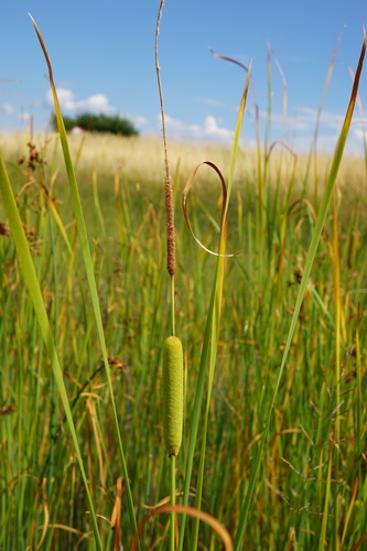 Typha laxmannii (Typha laxmannii)