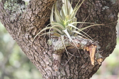 Tillandsia achyrostachys