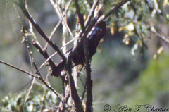 Cephalopterus ornatus