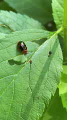 Kuschelina gibbitarsa