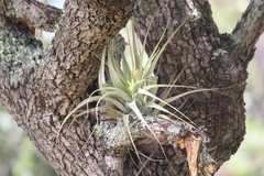 Tillandsia achyrostachys