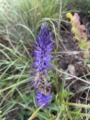 Phyteuma betonicifolium