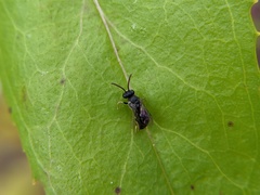 Hylaeus punctatus