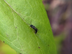 Hylaeus punctatus