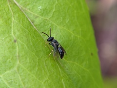Hylaeus punctatus