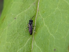 Hylaeus punctatus