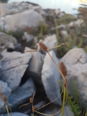 Carex extensa