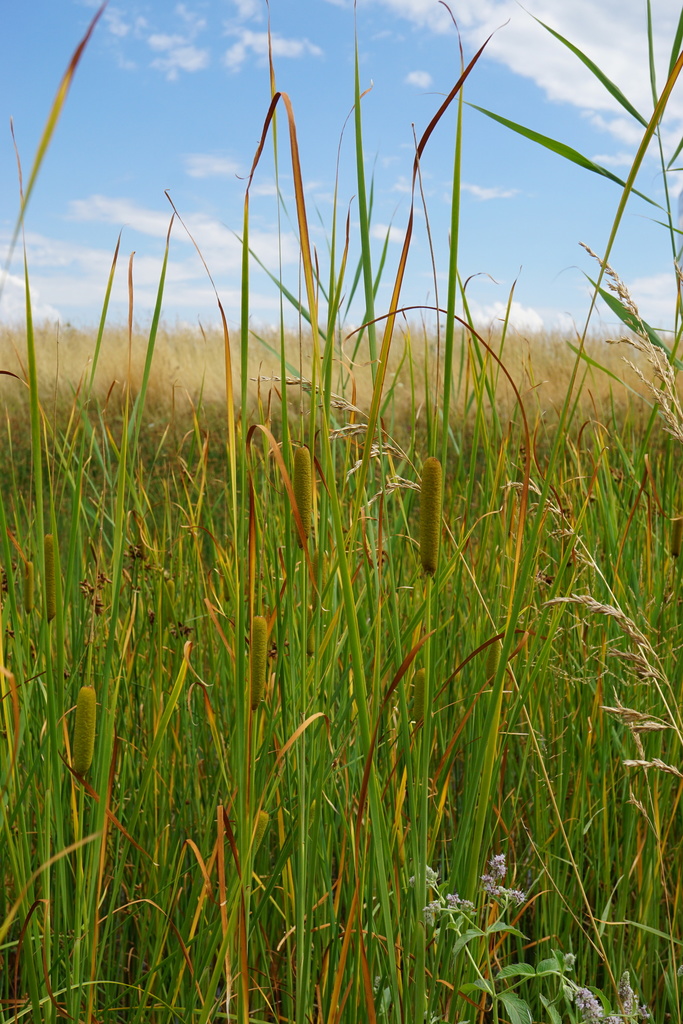 Typha laxmannii (Typha laxmannii)