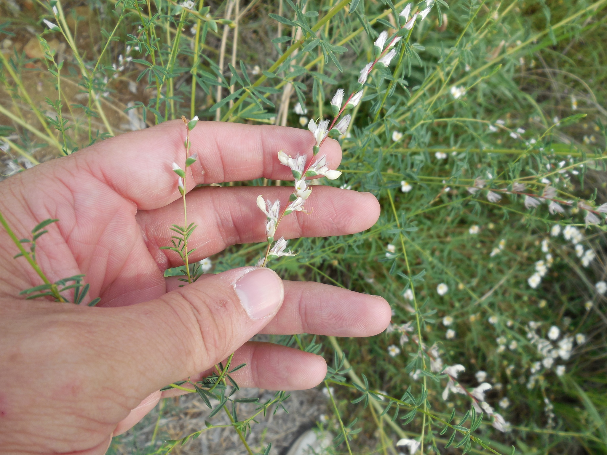 Dalea enneandra