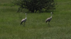 Bugeranus carunculatus