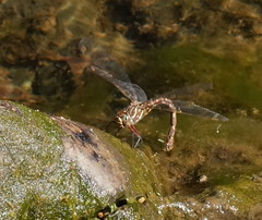 Austroaeschna unicornis