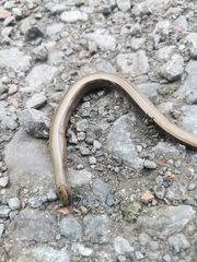 Anguis fragilis