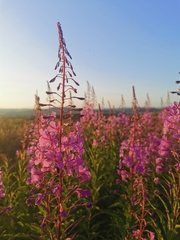 Chamaenerion angustifolium