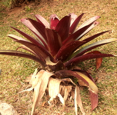 Alcantarea imperialis