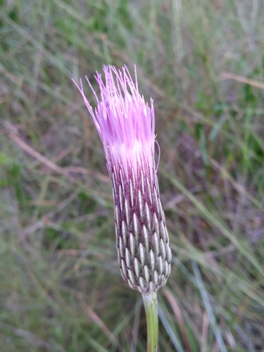 Image of Cirsium lecontei by (c) Scott Ward, some rights reserved (CC BY)