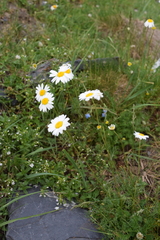 Tripleurospermum caucasicum