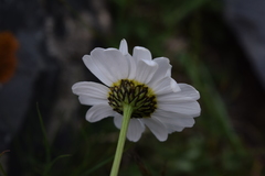 Tripleurospermum caucasicum