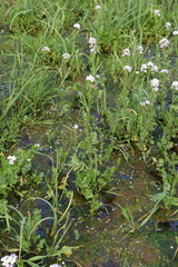 Cardamine raphanifolia acris