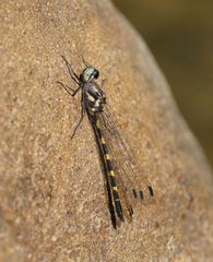 Cordulephya pygmaea