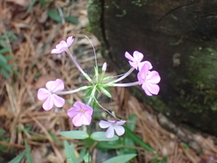 Phlox carolina