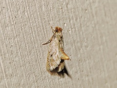Tineidae