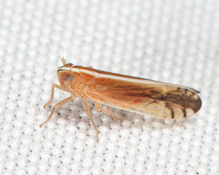 Stenocranus lautus