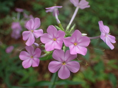 Phlox carolina