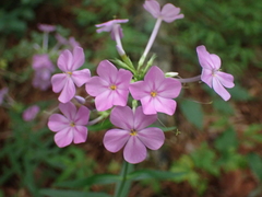 Phlox carolina