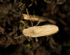 Chaoboridae