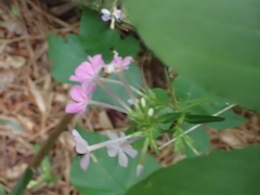 Phlox carolina