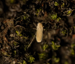 Chaoboridae