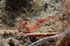 Spirontocaris snyderi