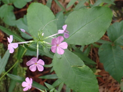Phlox carolina