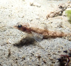 Odontopyxis trispinosa