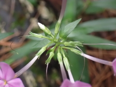 Phlox carolina