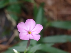 Phlox carolina