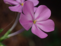 Phlox carolina