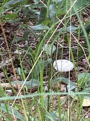 Fungi