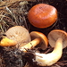 Lactarius luculentus - Photo (c) Richard Sullivan (enchplant), some rights reserved (CC BY-SA)