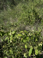 Metastelma decipiens