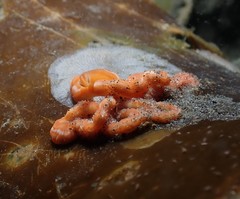 Tubulanus