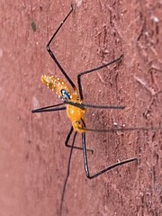 Zelus longipes