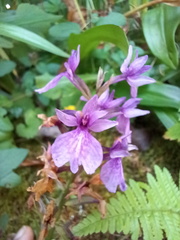 Dactylorhiza foliosa