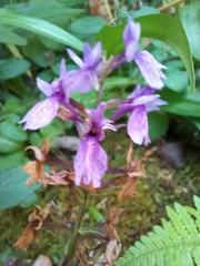 Dactylorhiza foliosa