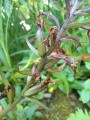 Dactylorhiza foliosa