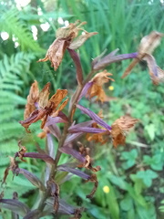 Dactylorhiza foliosa