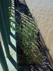 Senecio inaequidens