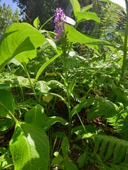 Dactylorhiza foliosa