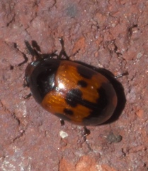 Diaperis nigronotata