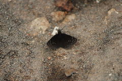 Pholisora mejicanus